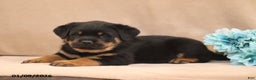 Rottweiler dogs for sale: Turbo - Ad 4