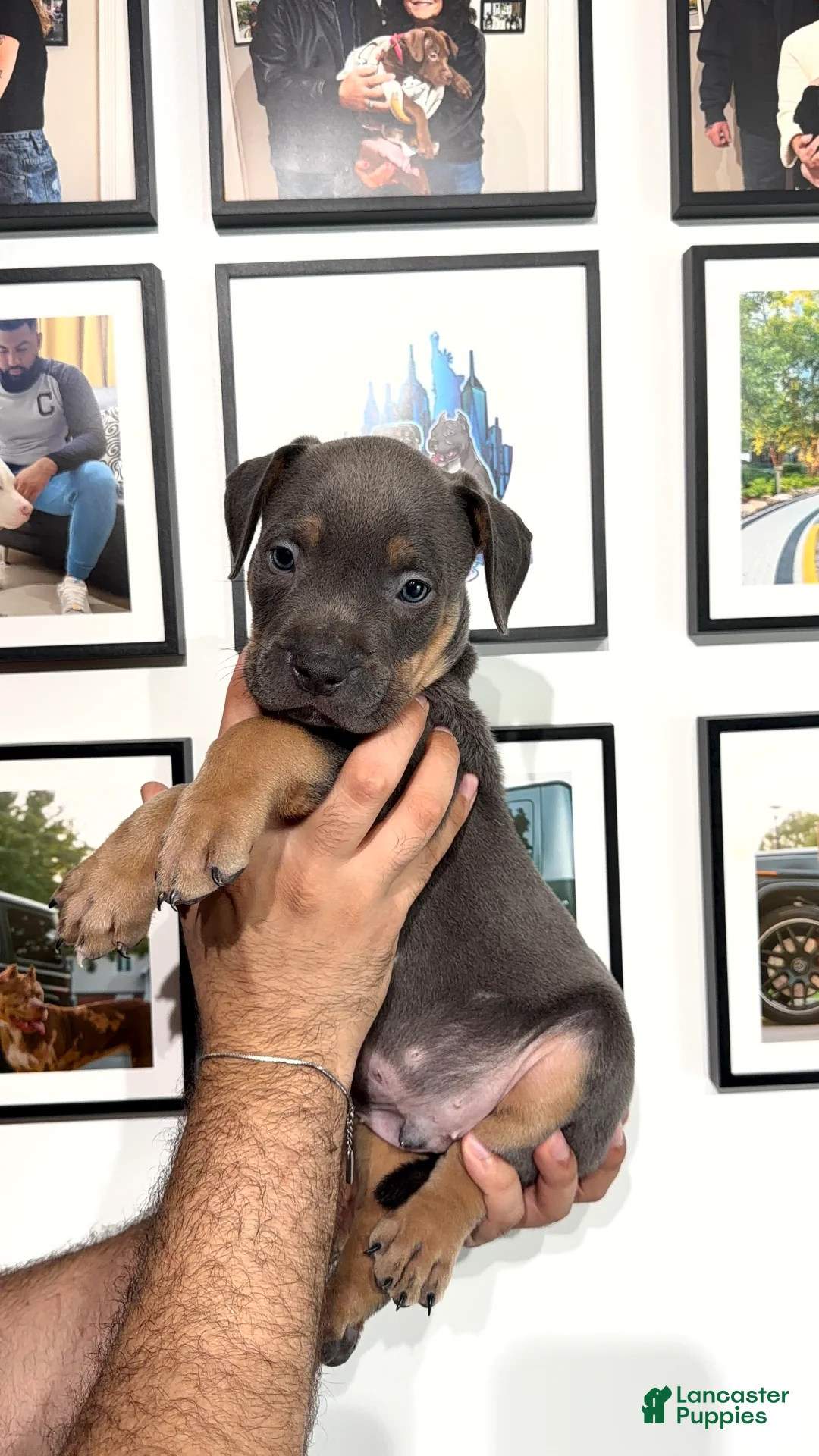 American Bully dogs for sale: American Bully 4 - Ad 1