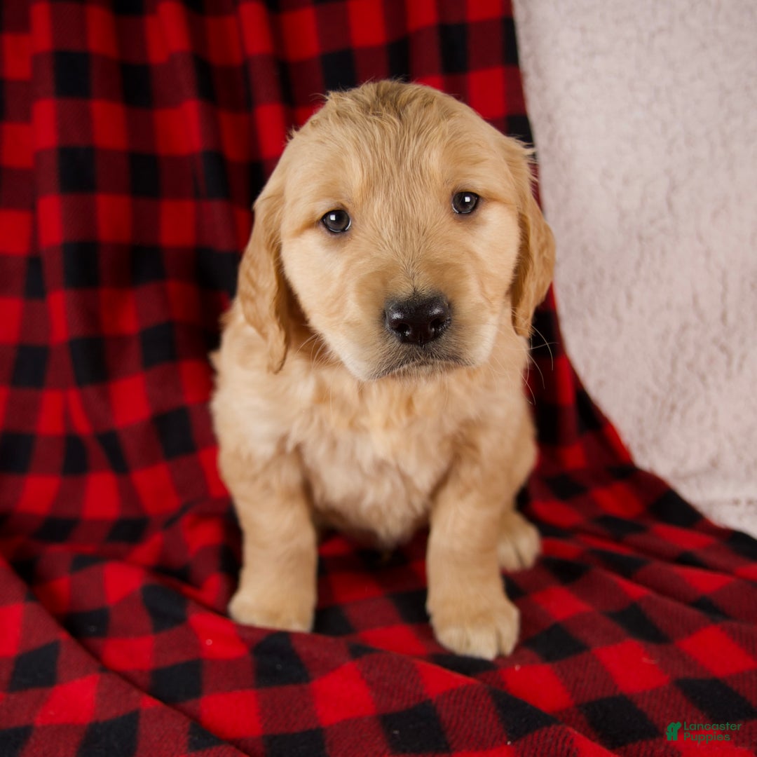 Golden Retriever dogs for sale: Theo - Ad 1
