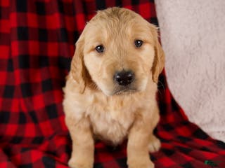 Golden Retriever dogs Theo - Ad 6