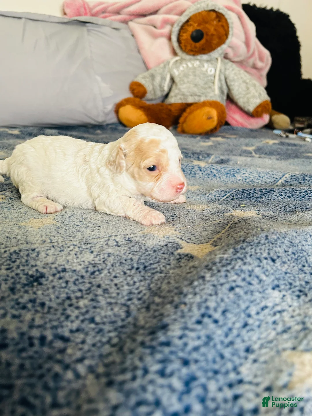 Cavapoo dogs for sale: Olaf - Ad 6