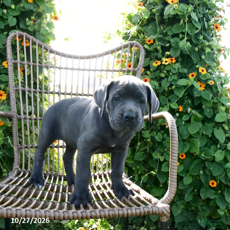 Cane Corso dogs for sale: Rio - Ad 2