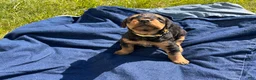Airedale Terrier dogs for sale: Yellow female - Ad 4