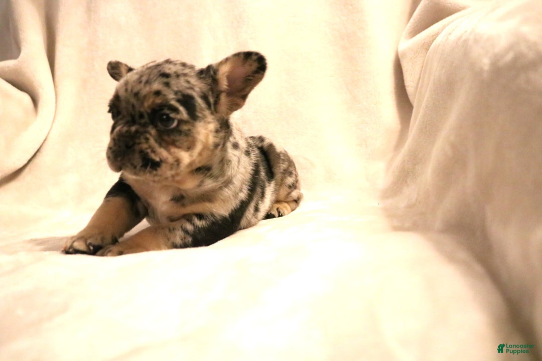 French Bulldog dogs for sale: Winnie - Ad 8