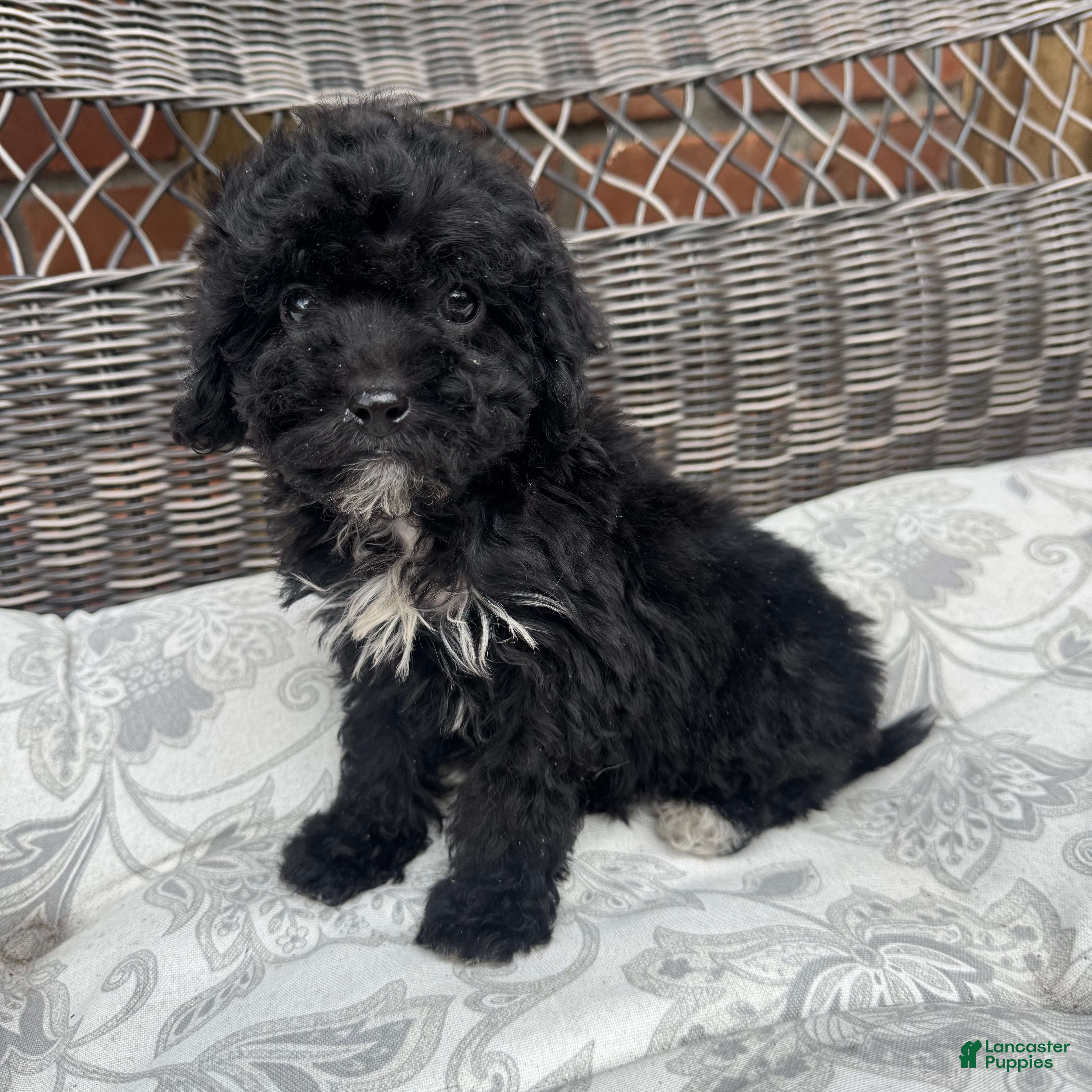 Miniature Poodle dogs Carly - Ad 1