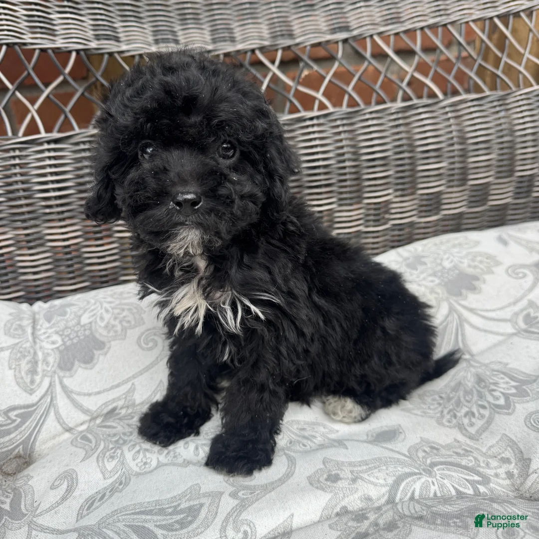 Miniature Poodle dogs for sale: Carly - Ad 1
