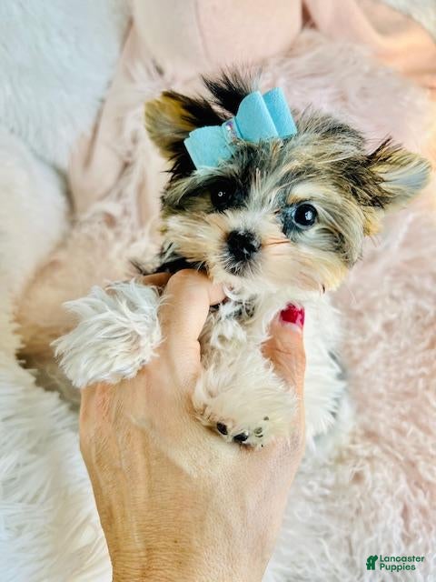 Yorkshire Terrier dogs Yorkshire Terrier Puppy 1 - Ad 9