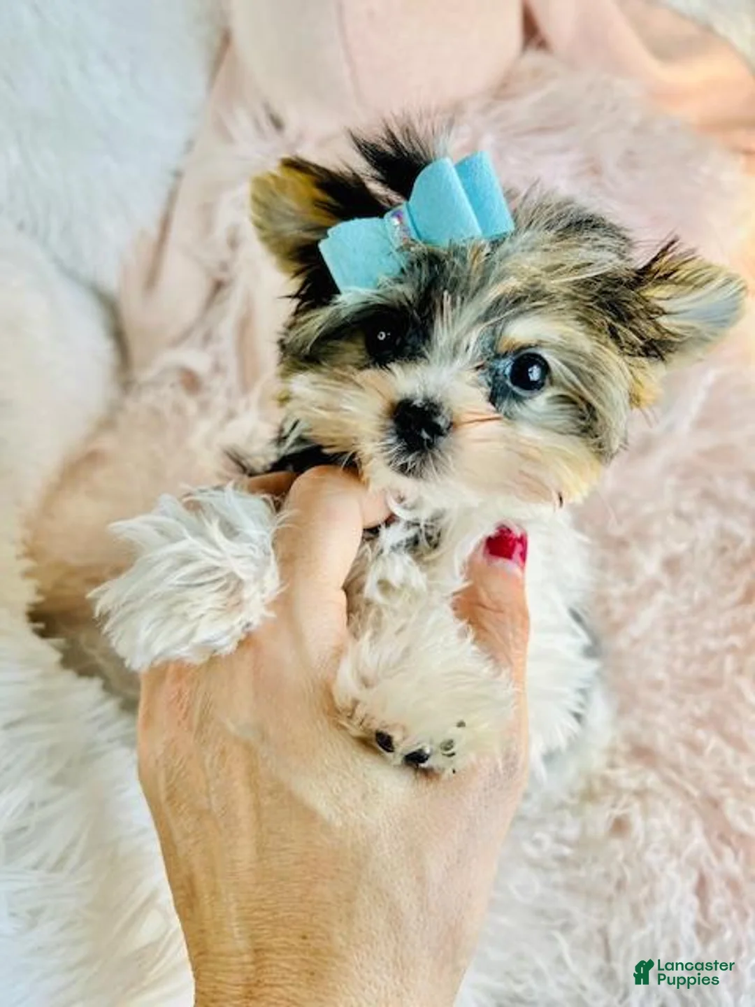 Yorkshire Terrier dogs for sale: Yorkshire Terrier Puppy 1 - Ad 1