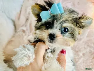 Yorkshire Terrier dogs Yorkshire Terrier Puppy 1 - Ad 9