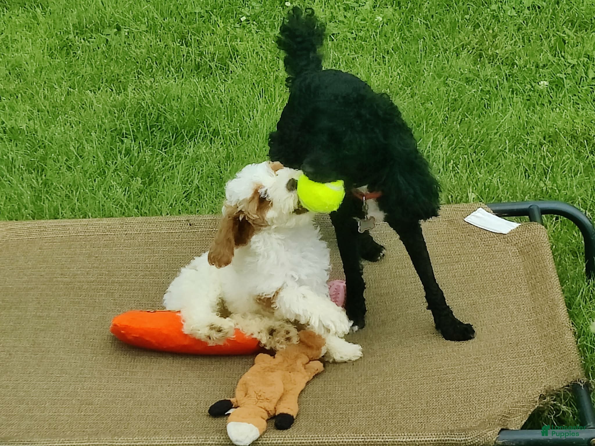 Toy Poodle dogs P2  - Ad 2