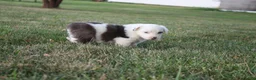 Miniature Australian Shepherd dogs for sale: Irene - Ad 9
