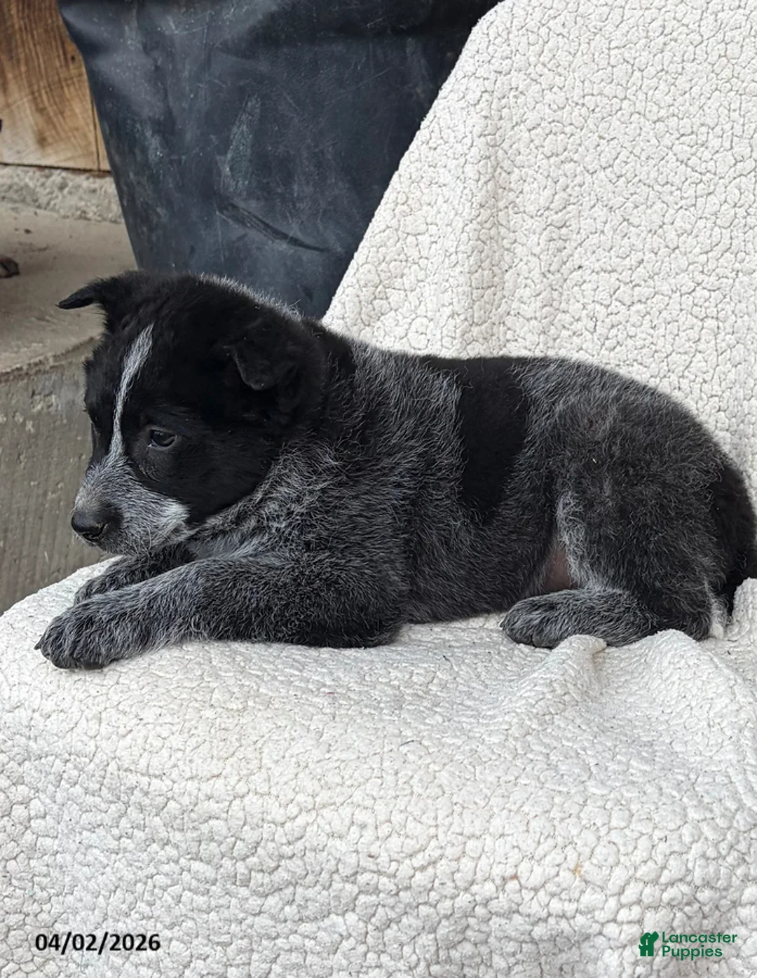 Australian Cattle Dog dogs for sale: Justin - Ad 2