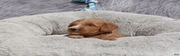 Mini Goldendoodle dogs for sale: Manny 💙 GenClearParents - Ad 7