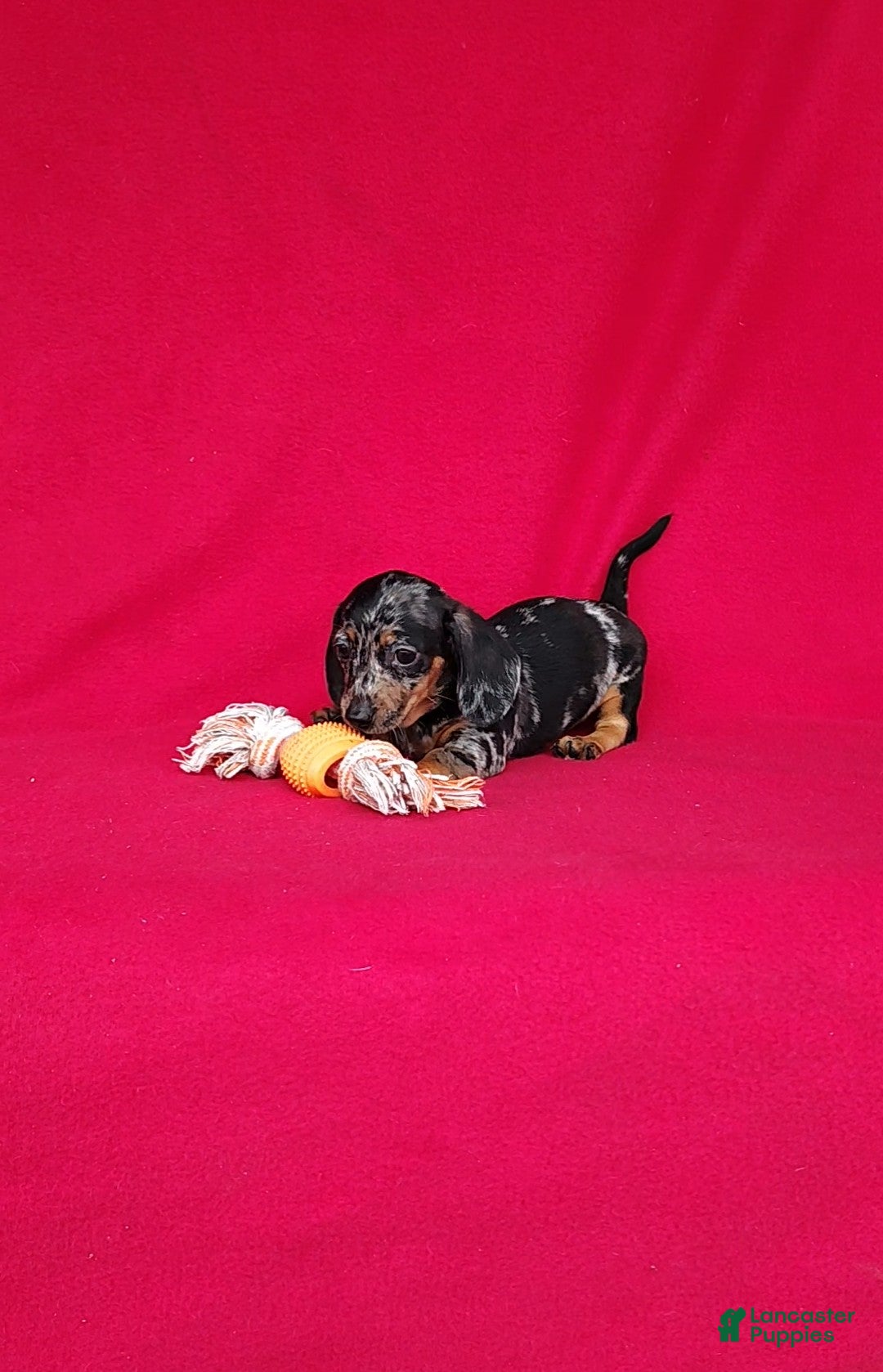 Miniature Dachshund dogs Samantha - Ad 2