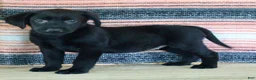 Labrador Retriever dogs for sale: Bonnie - Ad 4