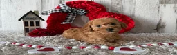 Toy Poodle dogs for sale: Vaya - Ad 1
