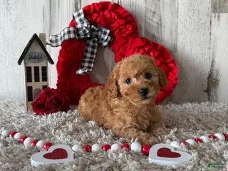 Toy Poodle dogs Vaya - Ad 17