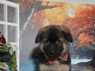 German Shepherd dogs Nicholas - Ad 38