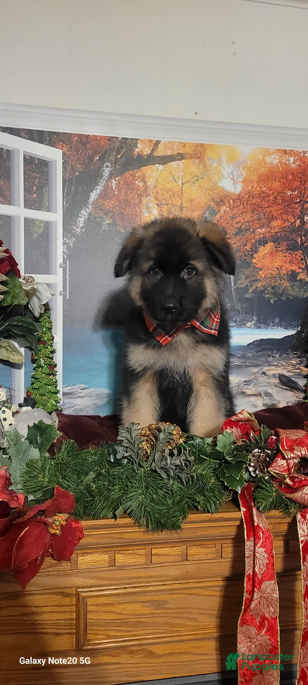 German Shepherd dogs for sale:  Nicholas  - Ad 8