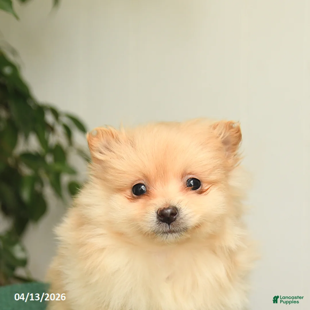 Mixed Breed dogs for sale: Blake - Ad 3