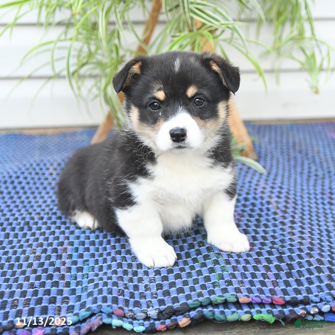 Welsh Corgi Pembroke dogs for sale: Sharlene - Ad 5