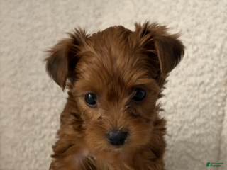 Yorkiepoo dogs TEACUP BELLA - Ad 32