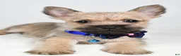 Cairn Terrier dogs for sale: Chase - Ad 8