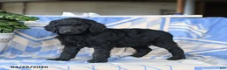 Standard Poodle dogs for sale: Pandora - Ad 3