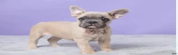 French Bulldog dogs for sale: Thomas - Ad 4