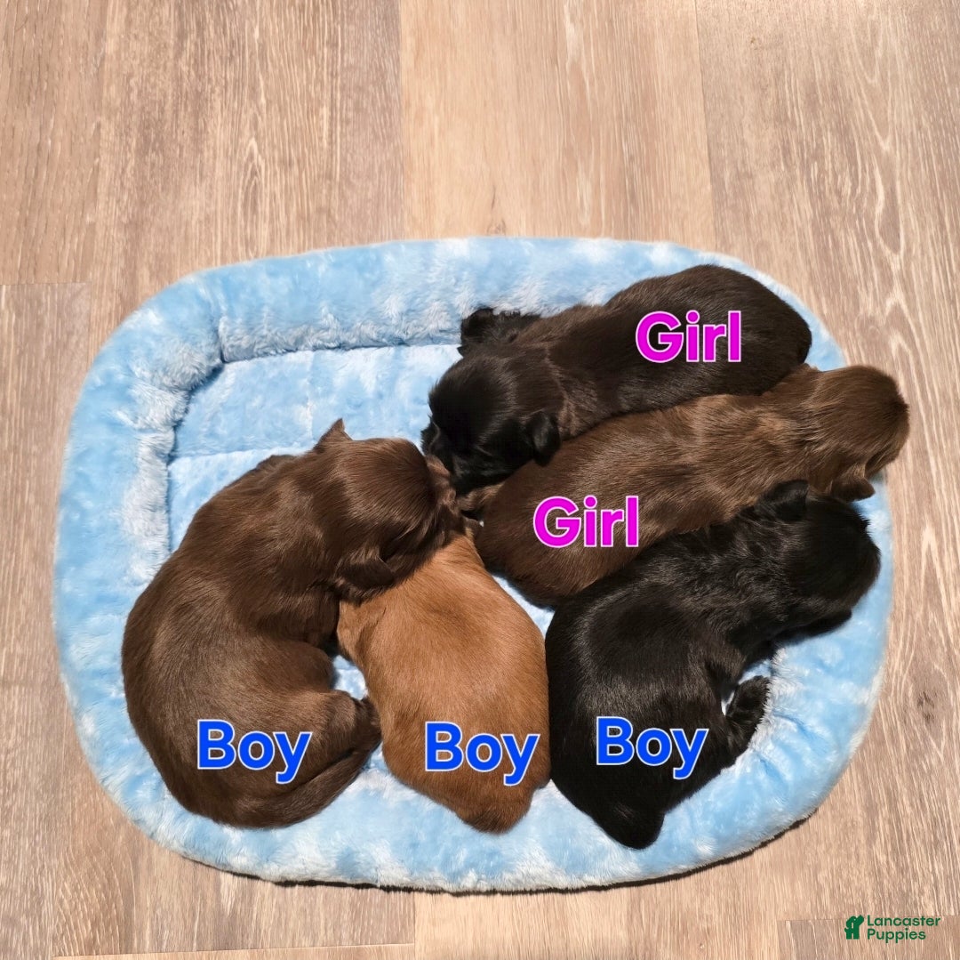 Shih Tzu dogs for sale: Shih Tzu Puppy 4 - Ad 1