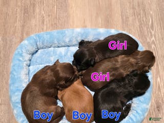 Shih Tzu dogs Shih Tzu Puppy 4 - Ad 4