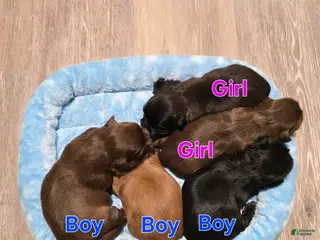 Shih Tzu dogs Shih Tzu Puppy 4 - Ad 39