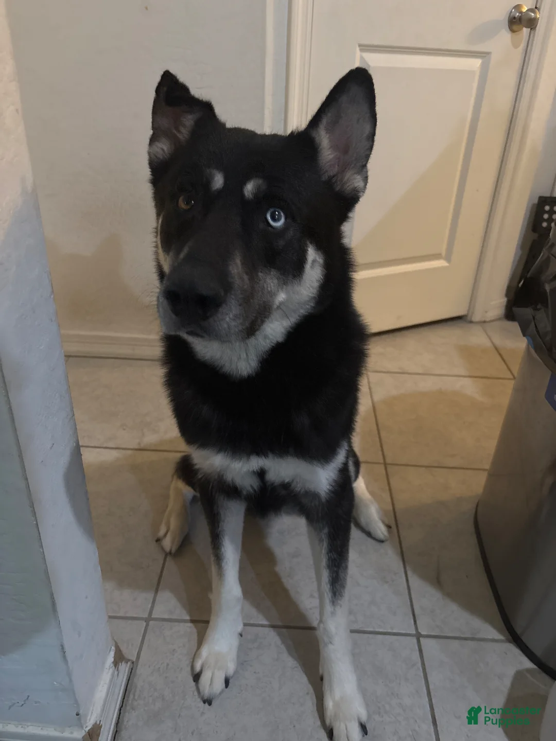 Gerberian Shepsky dogs for sale: Shadow - Ad 4