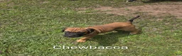 Cane Corso dogs for sale: Cane Corso 2 - Ad 4