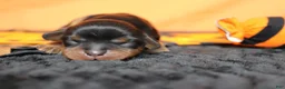 Cavalier King Charles Spaniel dogs for sale: Chocolate  - Ad 1