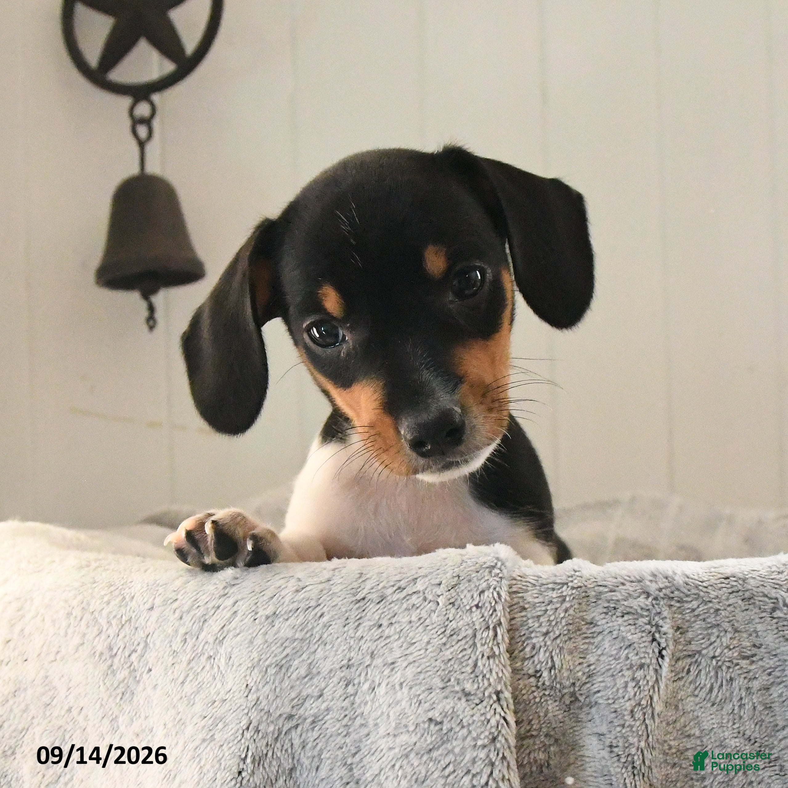 Mixed Breed dogs Rosebud - Ad 1