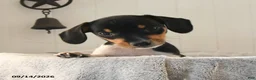 Mixed Breed dogs for sale: Rosebud - Ad 1