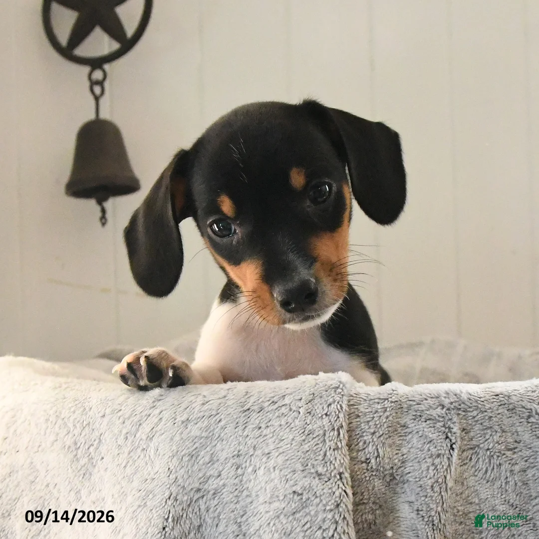 Mixed Breed dogs for sale: Rosebud - Ad 1