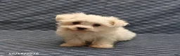 Maltese dogs for sale: Vicky - Ad 2