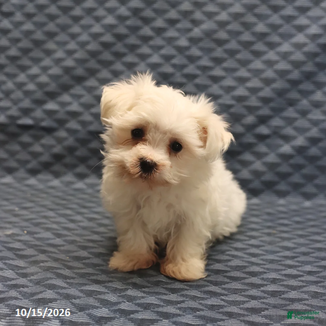 Maltese dogs for sale: Vicky - Ad 2