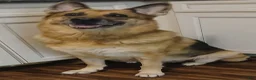 German Shepherd dogs for sale: German Shepherd 2 - Ad 18