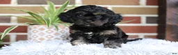 Cavapoo dogs for sale: Teddy - Ad 6