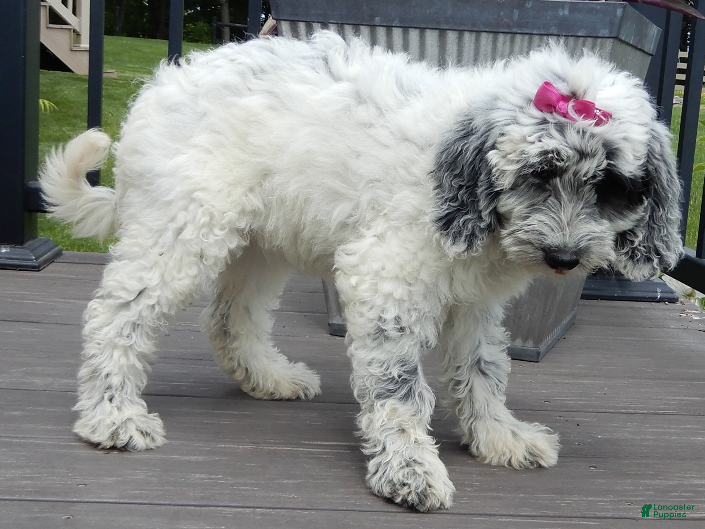 Sheepadoodle dogs Brooke-MEDIUM - Ad 2