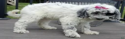 Sheepadoodle dogs for sale: Brooke-MEDIUM - Ad 2