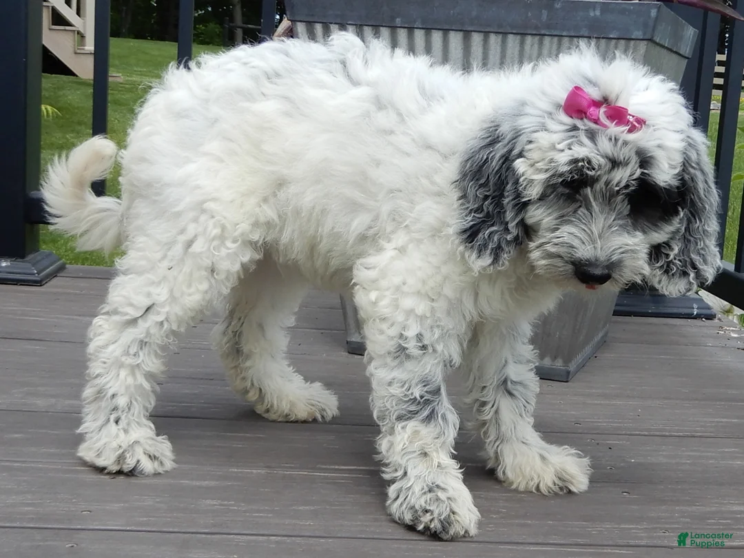 Sheepadoodle dogs for sale: Brooke-MEDIUM - Ad 2