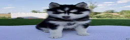 Pomsky dogs for sale: Savannah - Ad 5