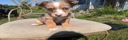 Mixed Breed dogs for sale: Orange collar Merle boy  - Ad 1
