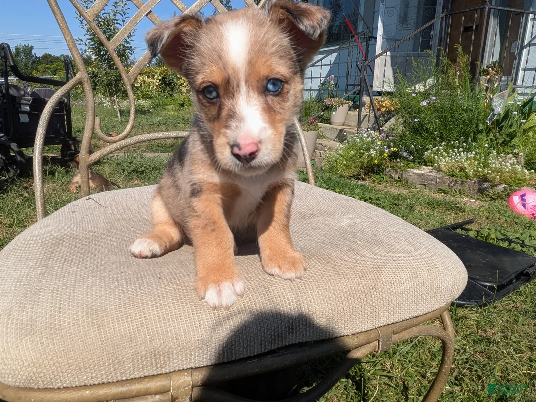 Mixed Breed dogs for sale: Orange collar Merle boy  - Ad 1
