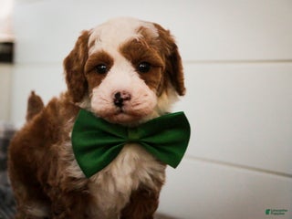 Miniature Poodle dogs Rick - Ad 36