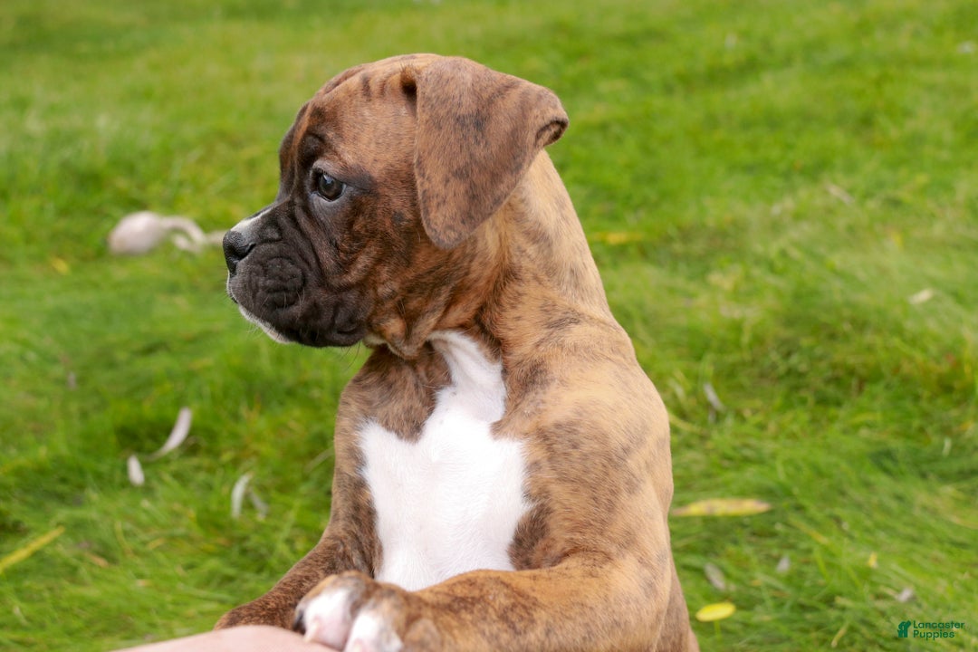 Boxer dogs for sale: Tucker - Ad 8